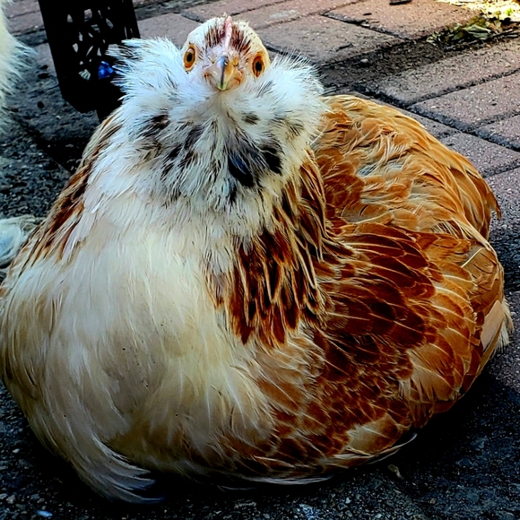 Meet your Posher, Heidemarie - Picture 2 of 4